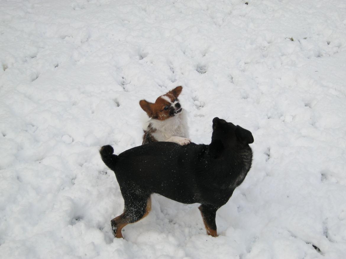 Papillon Bella "aflivet" billede 2