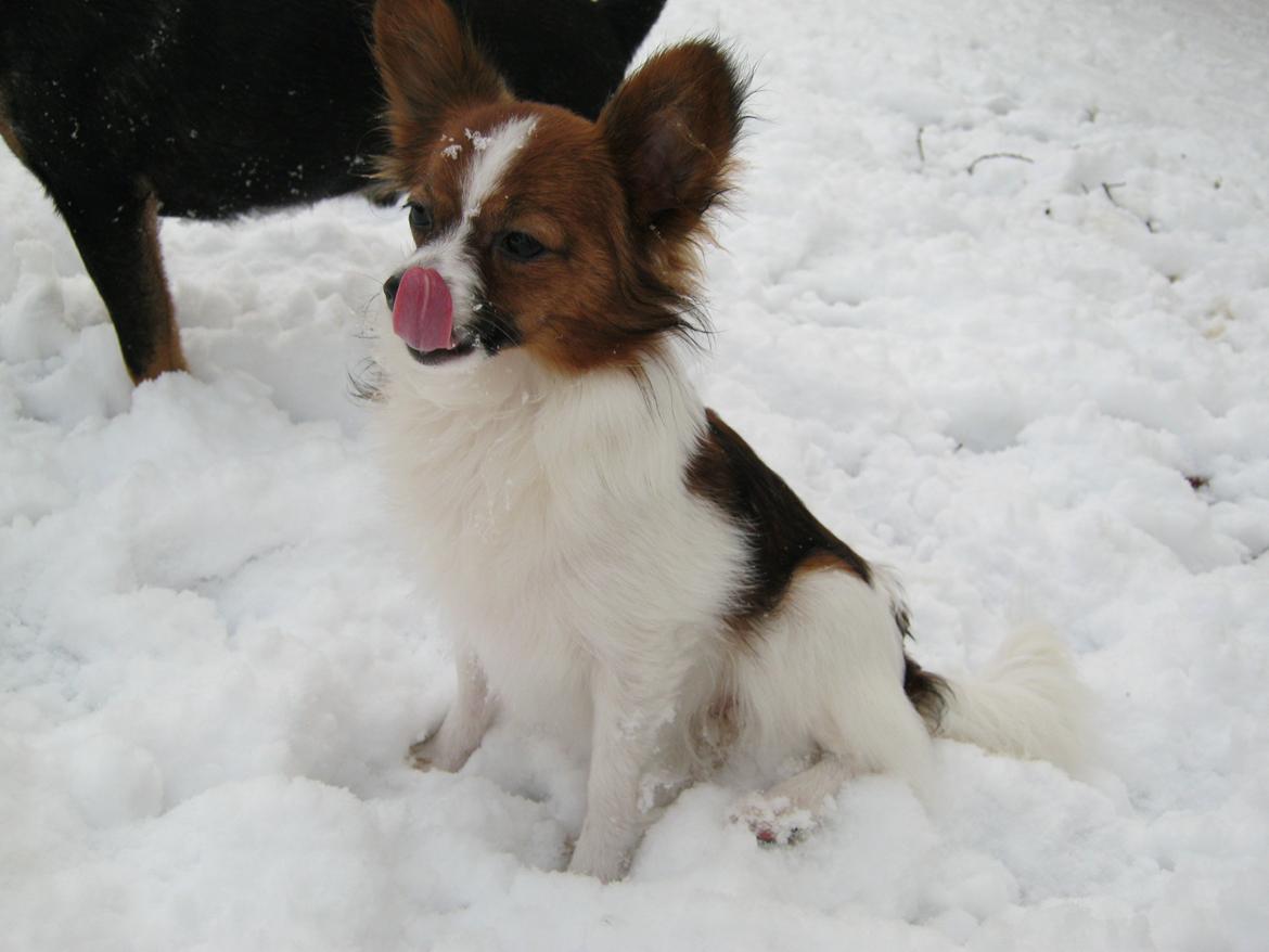 Papillon Bella "aflivet" billede 4