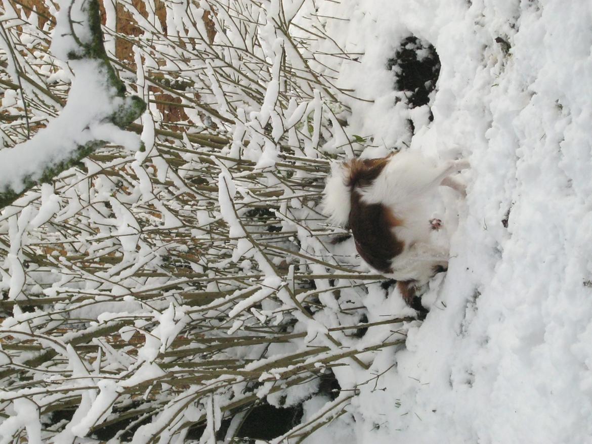 Papillon Bella "aflivet" billede 5