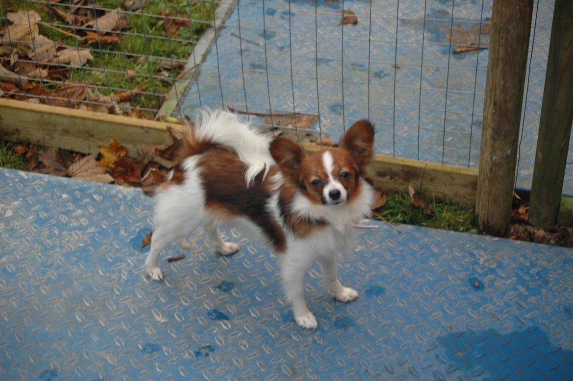 Papillon Bella "aflivet" billede 7