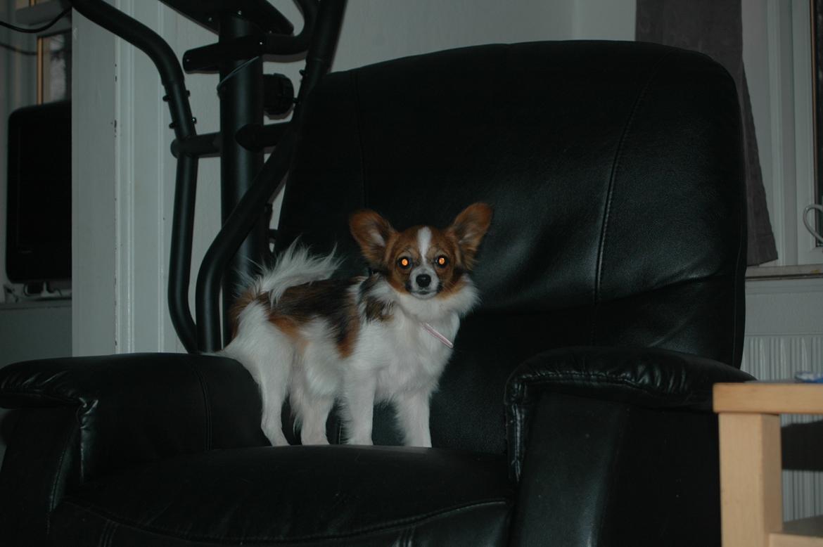 Papillon Bella "aflivet" billede 8