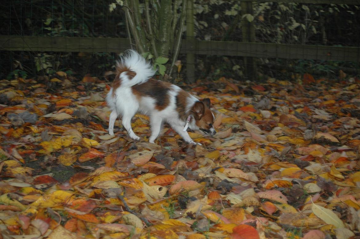 Papillon Bella "aflivet" billede 9