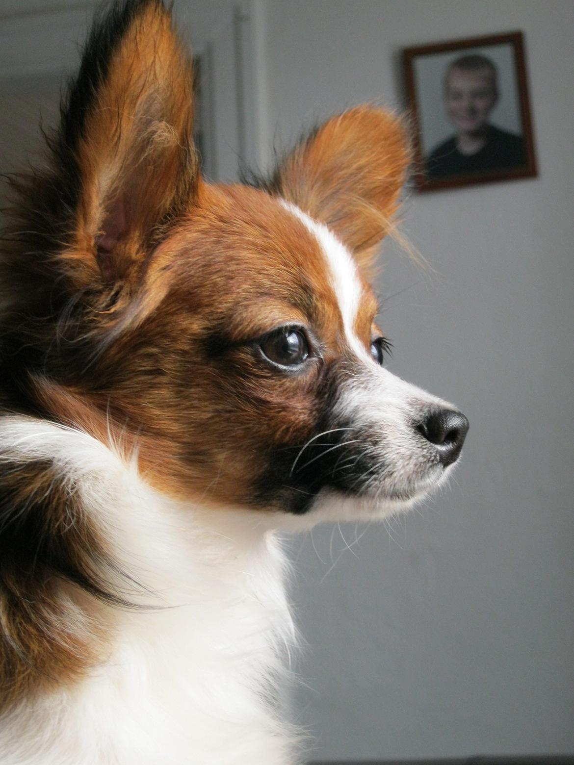 Papillon Bella "aflivet" billede 6
