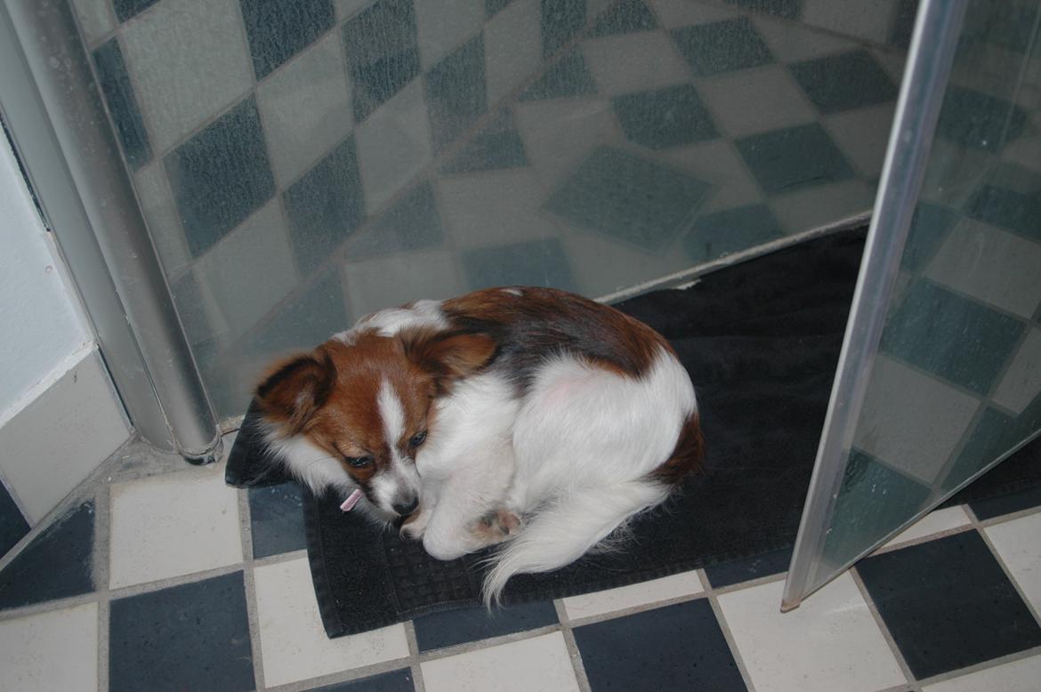 Papillon Bella "aflivet" billede 10