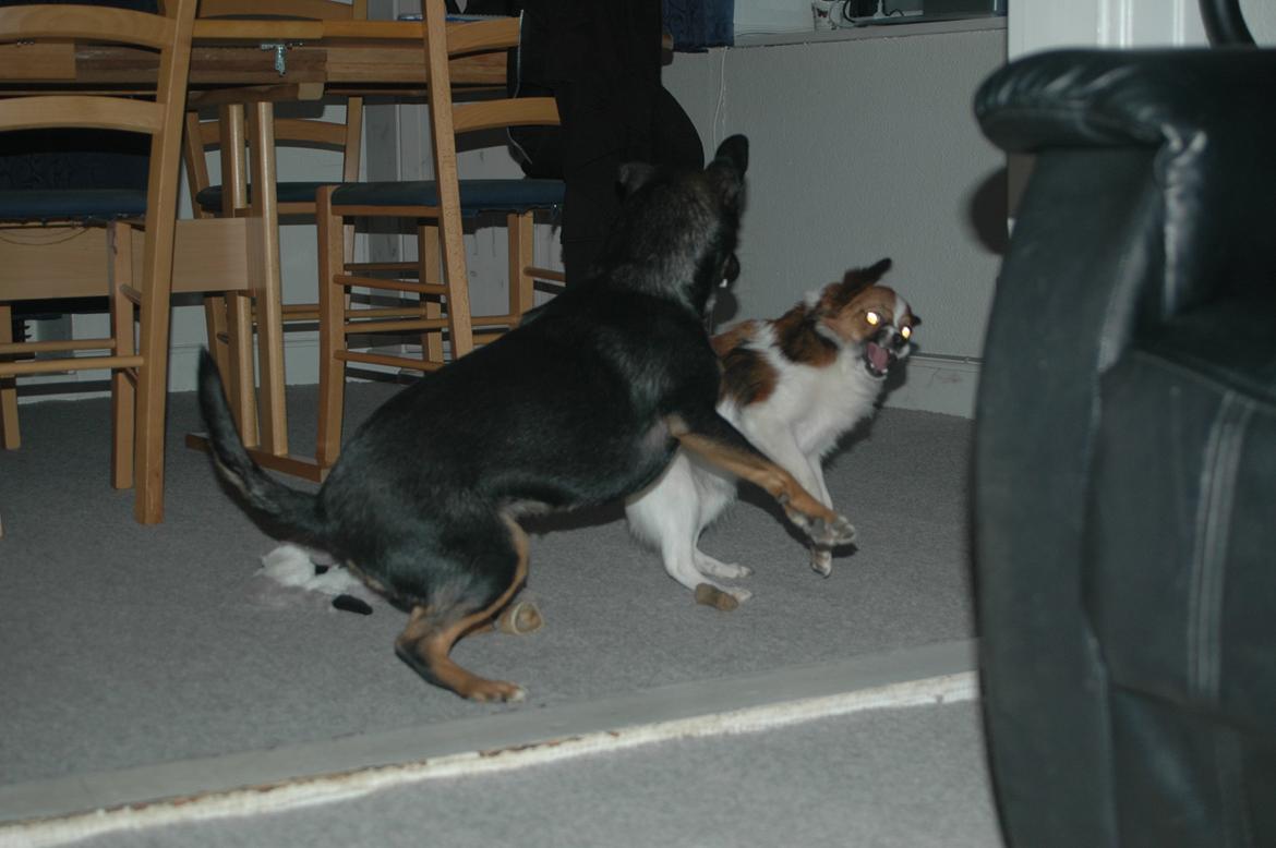 Papillon Bella "aflivet" billede 11