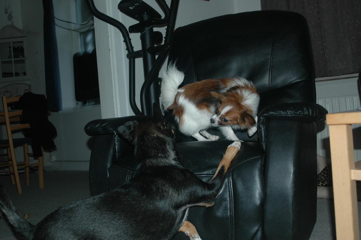 Papillon Bella "aflivet" billede 12