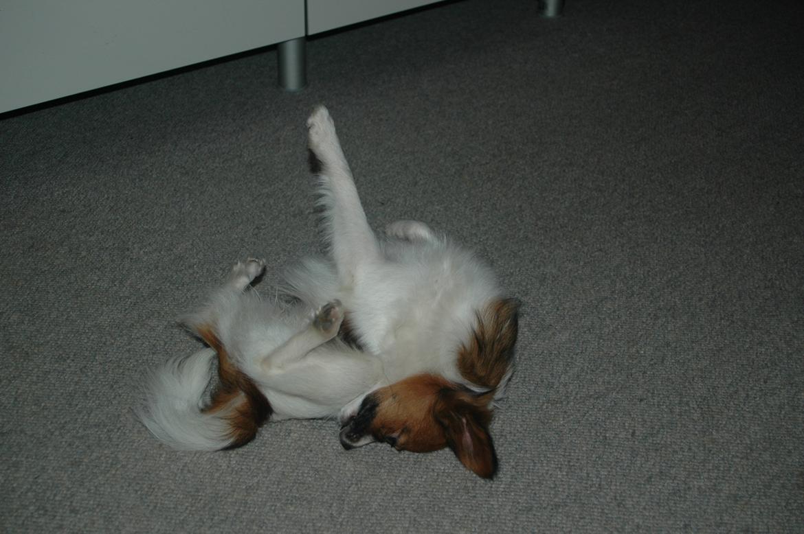 Papillon Bella "aflivet" billede 13