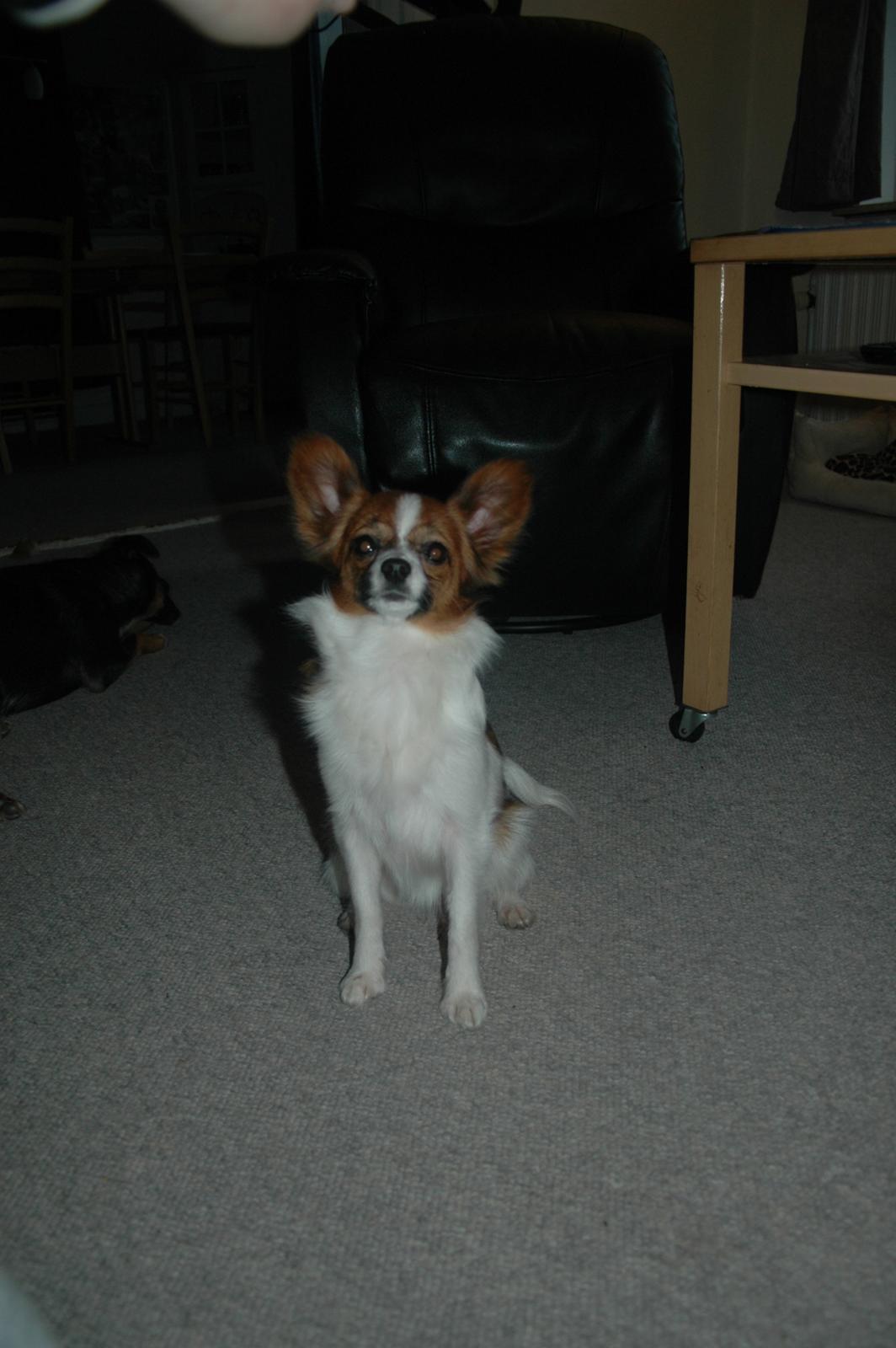 Papillon Bella "aflivet" billede 14