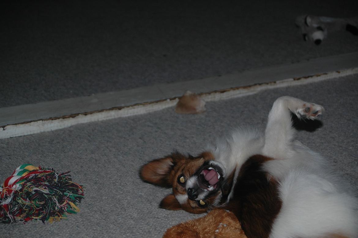 Papillon Bella "aflivet" billede 15