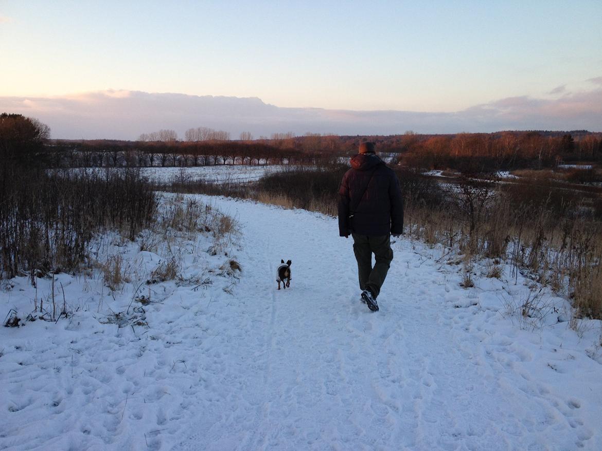 Blanding af racer Muffin - Familietur i smørmosen på en smuk vinterdag.. billede 12