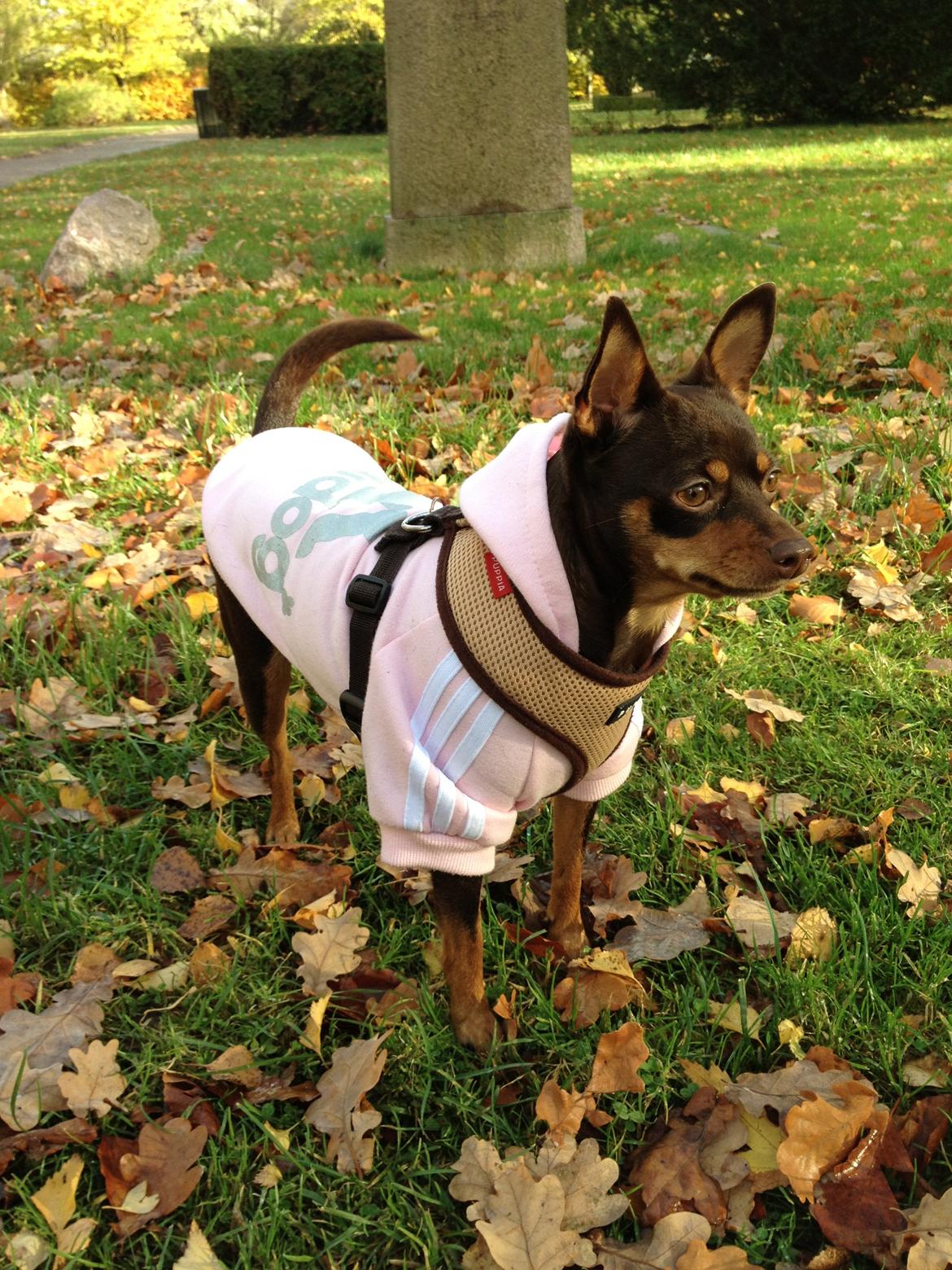 Blanding af racer Muffin - Den lille frække chokoladeknap.. billede 13