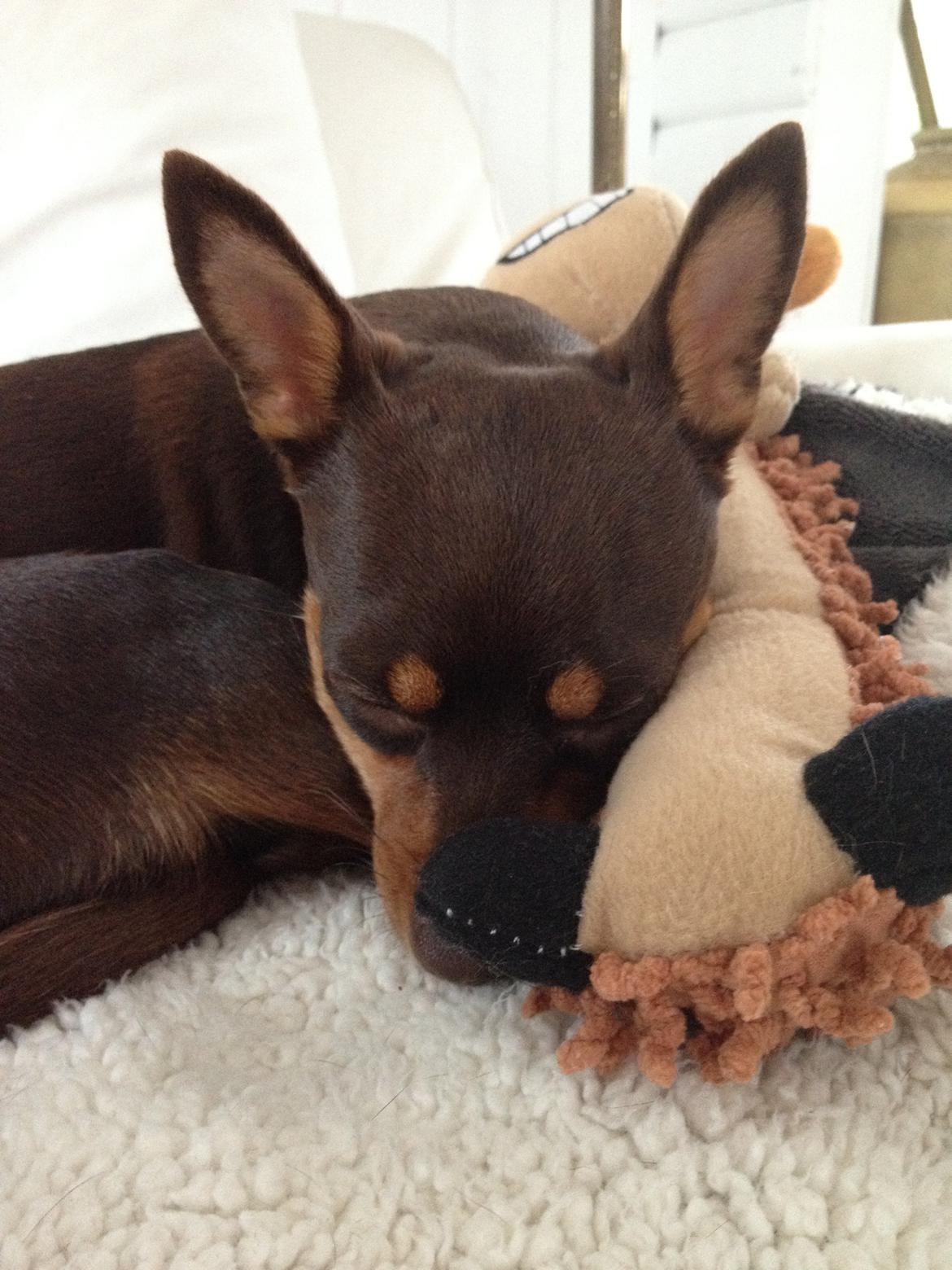 Blanding af racer Muffin - Teddy, du er min aller bedste sove ven..det er ren kærlighed ;) billede 15