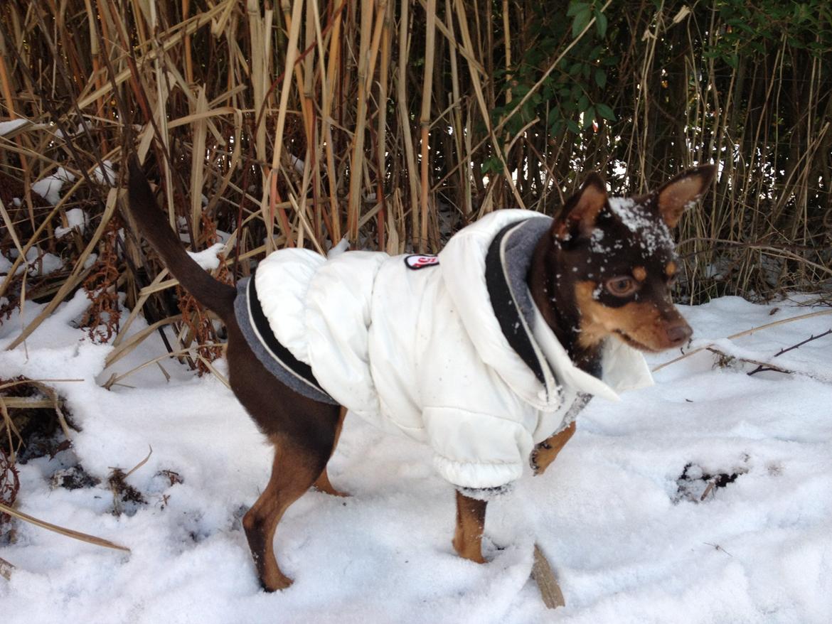 Blanding af racer Muffin - Uha, det er blevet koldt, men de slipper ikke de frække mus, jeg skal nok finde dem.. billede 16