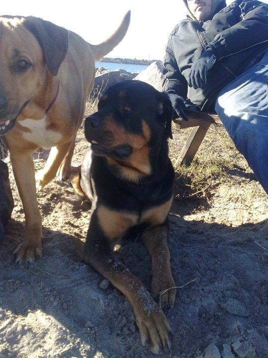 Blanding af racer Alice billede 1