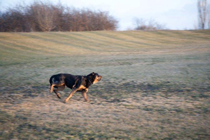 Blanding af racer Alice billede 3