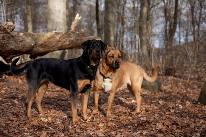 Blanding af racer Alice billede 4