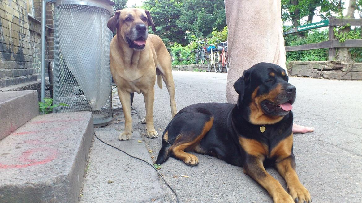 Blanding af racer Alice billede 5