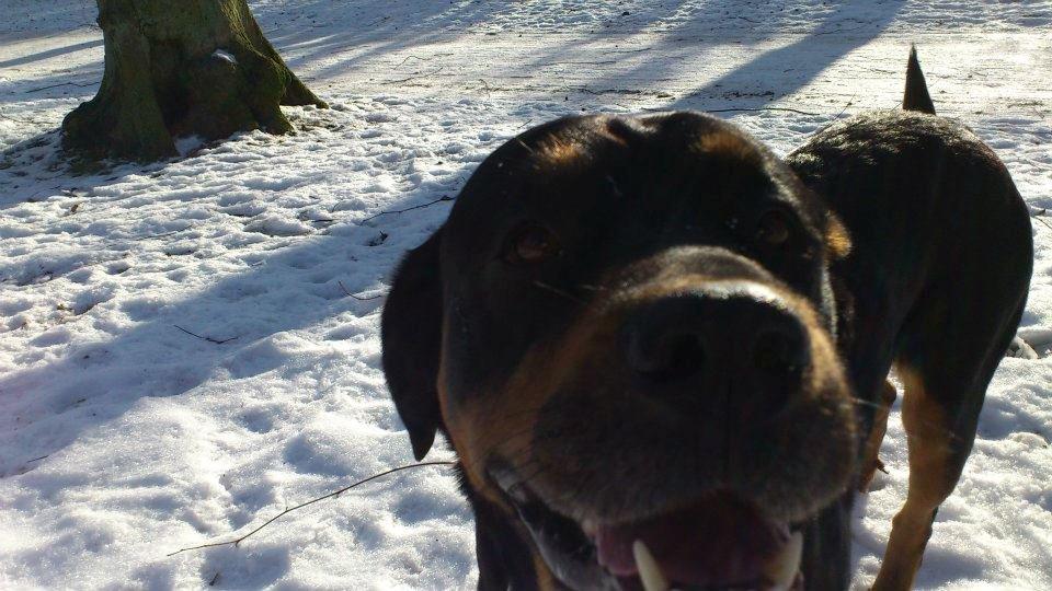 Blanding af racer Alice billede 6