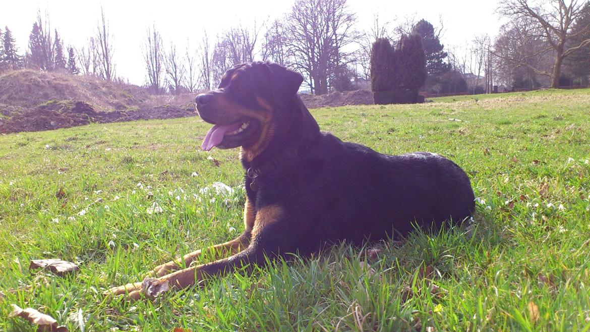 Blanding af racer Alice billede 7