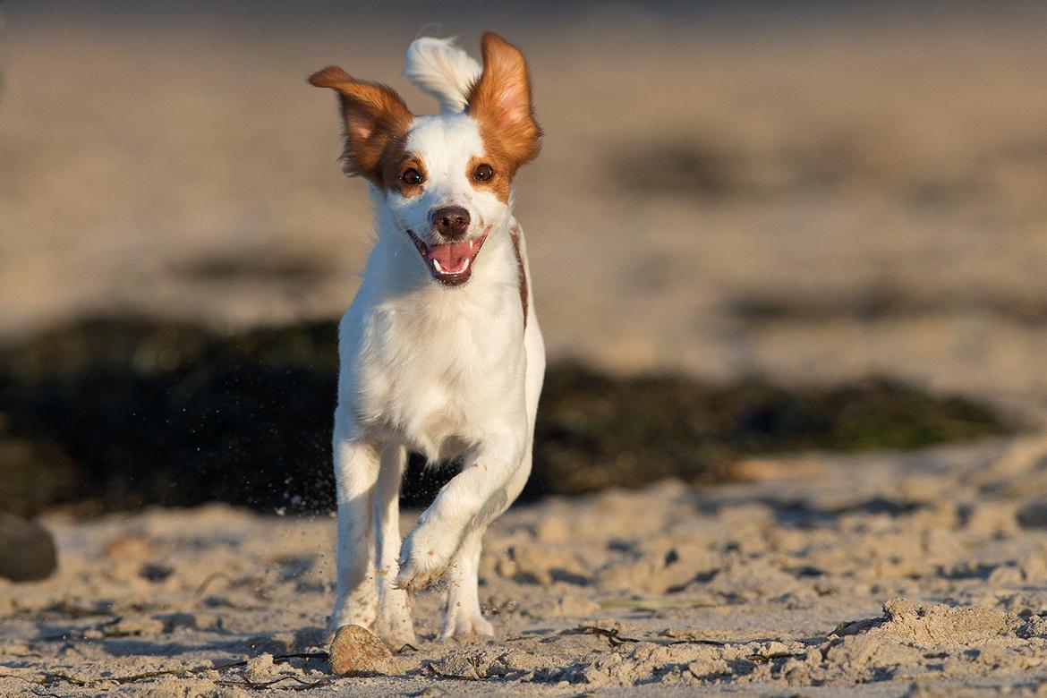 Blanding af racer Bella - Billedet er taget af Thomas Jensen, phodiography.com billede 2