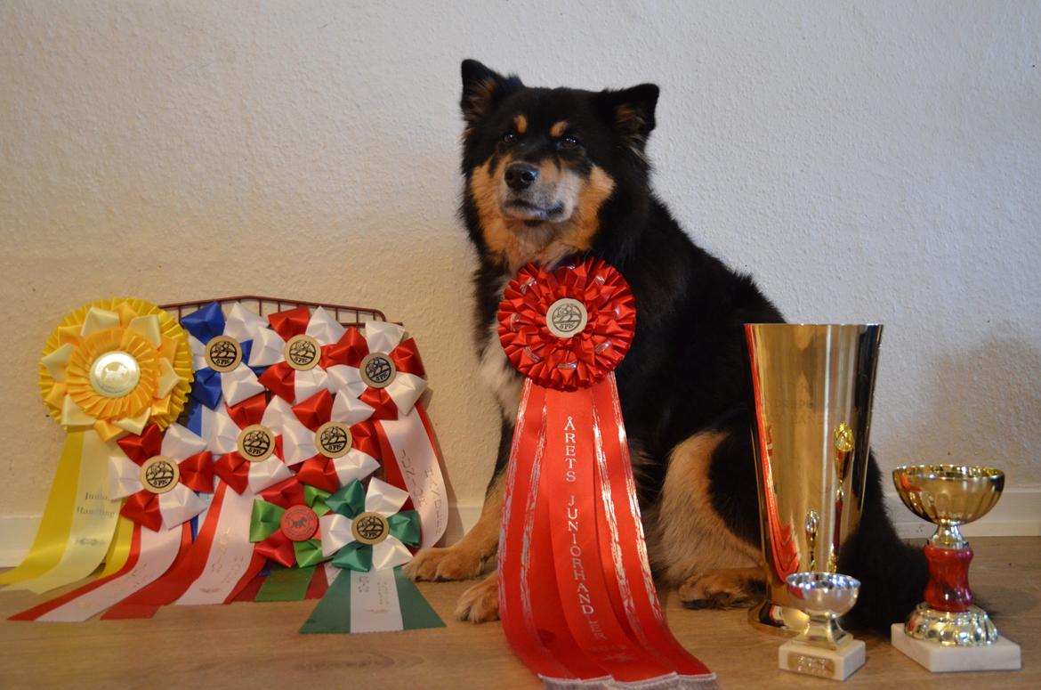 Finsk lapphund DKCH Fjällfarmens Oliwia - Lidt blær skal der til ;) Høsten for året 2012!  billede 25