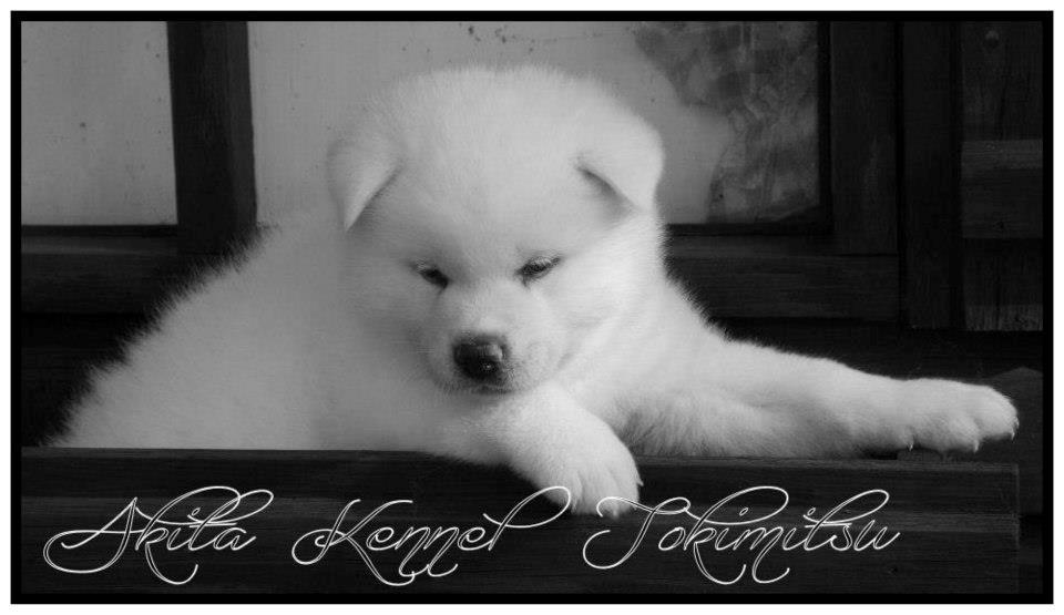 Akita inu L' Myôrô Yuki Tokimitzu billede 1