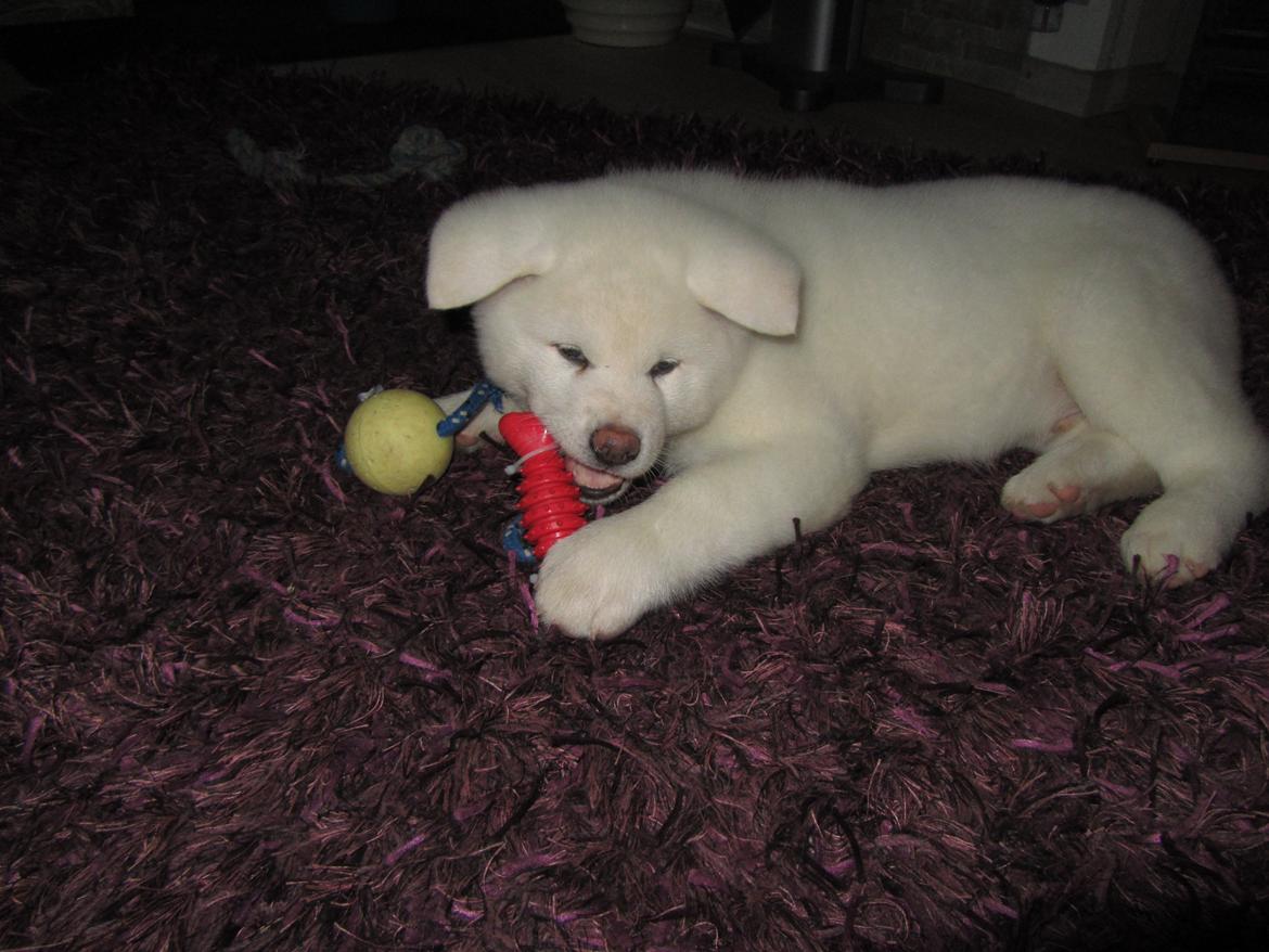 Akita inu L' Myôrô Yuki Tokimitzu billede 2