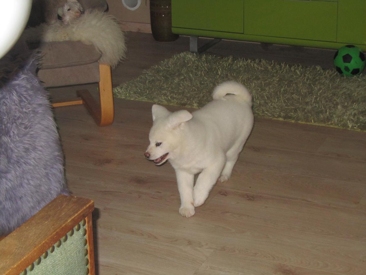 Akita inu L' Myôrô Yuki Tokimitzu billede 3