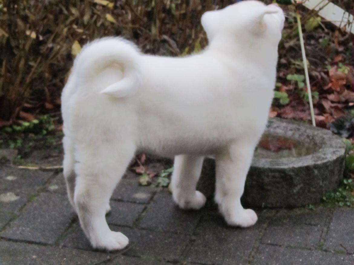 Akita inu L' Myôrô Yuki Tokimitzu billede 4