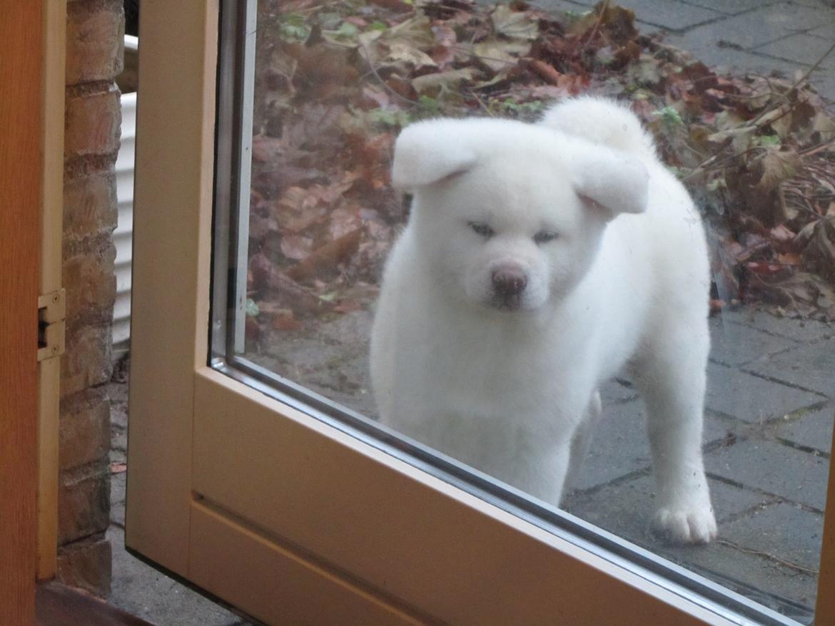 Akita inu L' Myôrô Yuki Tokimitzu billede 5