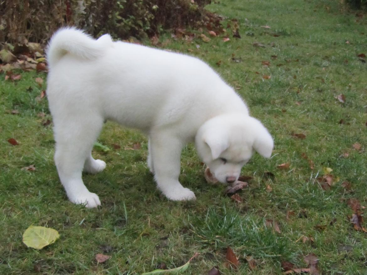 Akita inu L' Myôrô Yuki Tokimitzu billede 6