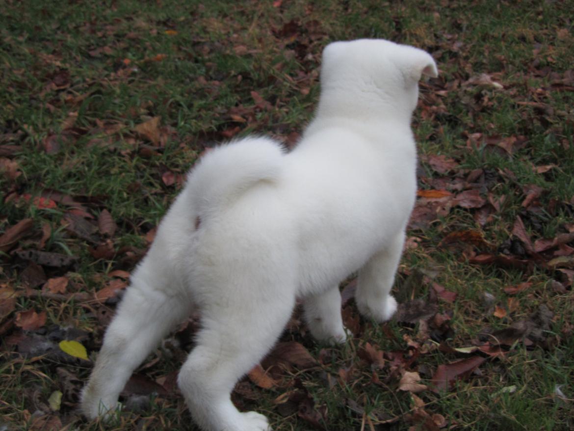Akita inu L' Myôrô Yuki Tokimitzu billede 7