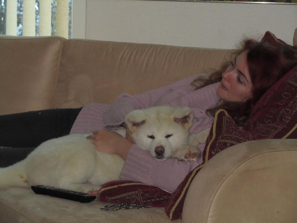 Akita inu L' Myôrô Yuki Tokimitzu billede 8