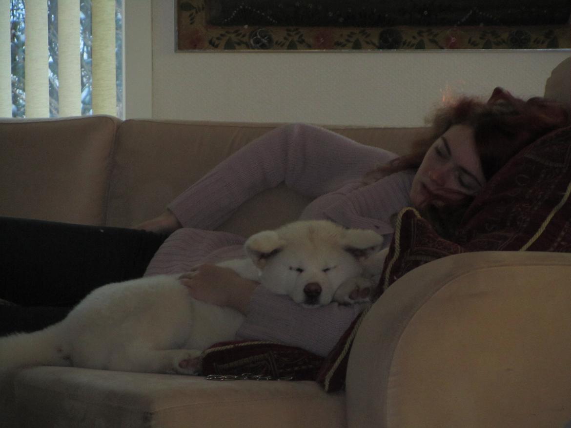 Akita inu L' Myôrô Yuki Tokimitzu billede 9