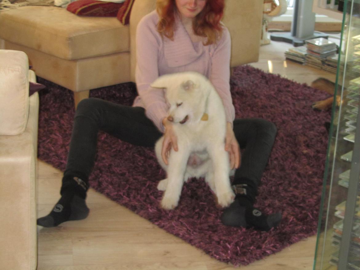 Akita inu L' Myôrô Yuki Tokimitzu billede 10