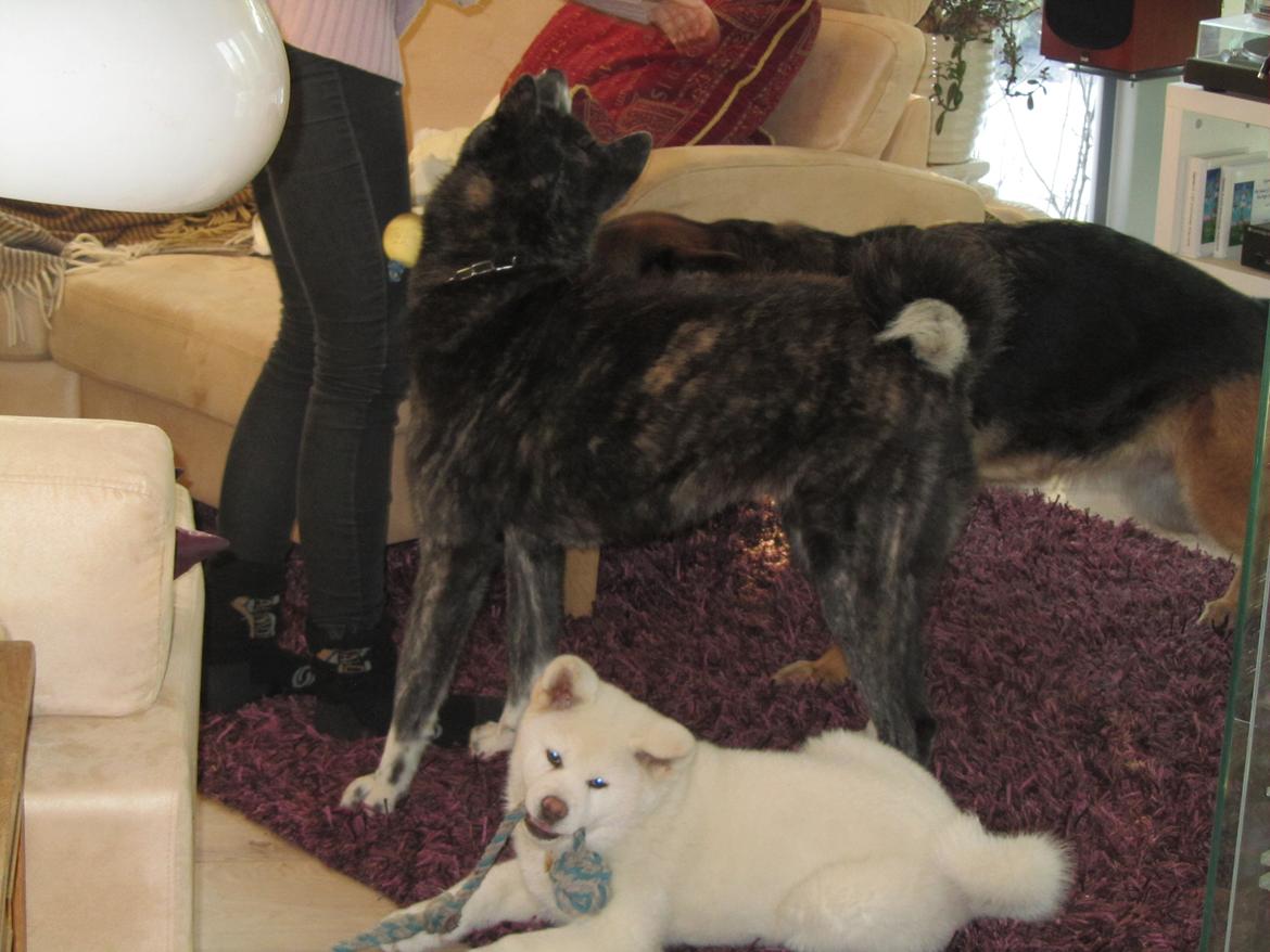 Akita inu L' Myôrô Yuki Tokimitzu billede 11