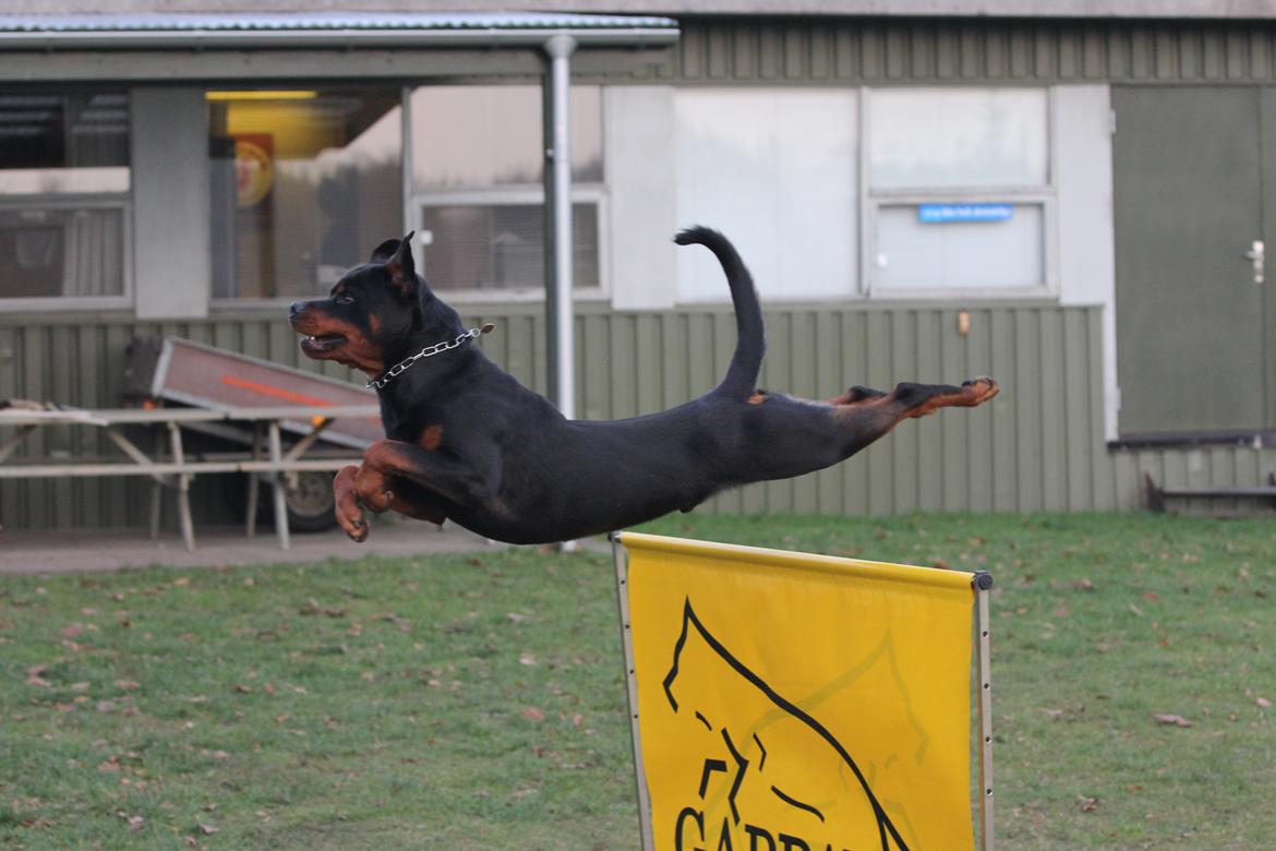 Rottweiler Future-Rotts Alfred - Future-Rotts Alfred 21 måneder billede 1