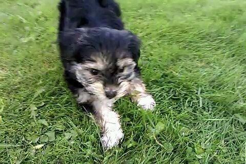 Blanding af racer (Malteser/yorkshie terrie) Gismo - Jeg elsker at være ude ;-)
 billede 1