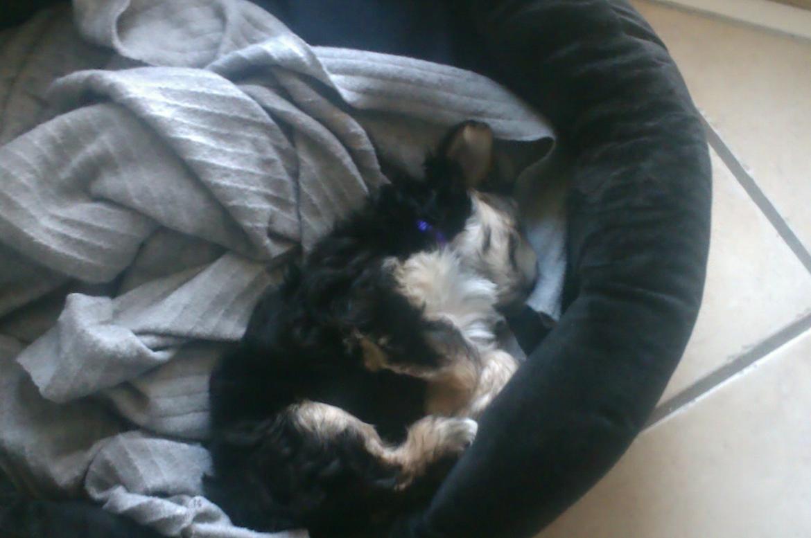 Blanding af racer (Malteser/yorkshie terrie) Gismo - Jeg har tre hals bånd mit første var grønt billede 3