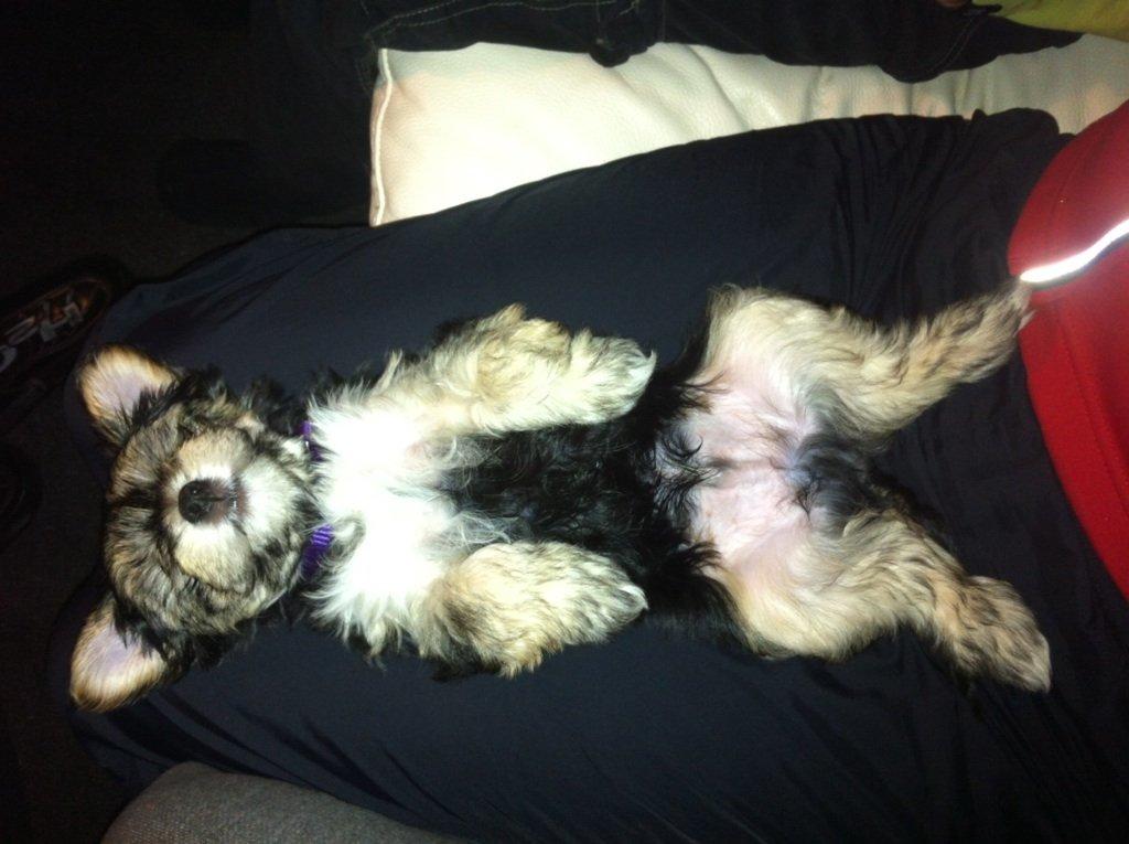 Blanding af racer (Malteser/yorkshie terrie) Gismo - ZZZZZZZZZZZZZZZZZZZZZZZZZZZZZZZZZZZZZZZZZZZZZZZZZZZZZZZZZZZZZZZZZZZZZZZZZZZZZZZZZZZZZZZZZZZZZZZZZZZZZZZZZZZZZZZZZZZZZZZZZZZZZZZZZZZZZZZZZZZZ billede 4