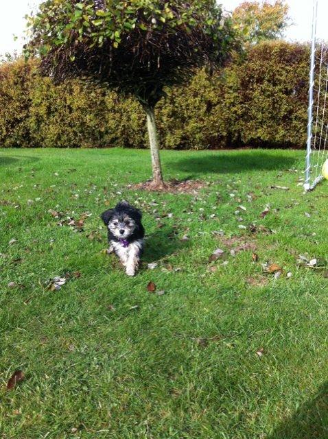 Blanding af racer (Malteser/yorkshie terrie) Gismo billede 5