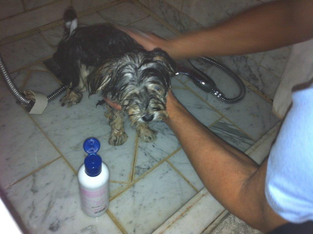 Blanding af racer (Malteser/yorkshie terrie) Gismo - Nu er jeg i bad jeg ligner en chiuaua.  billede 6