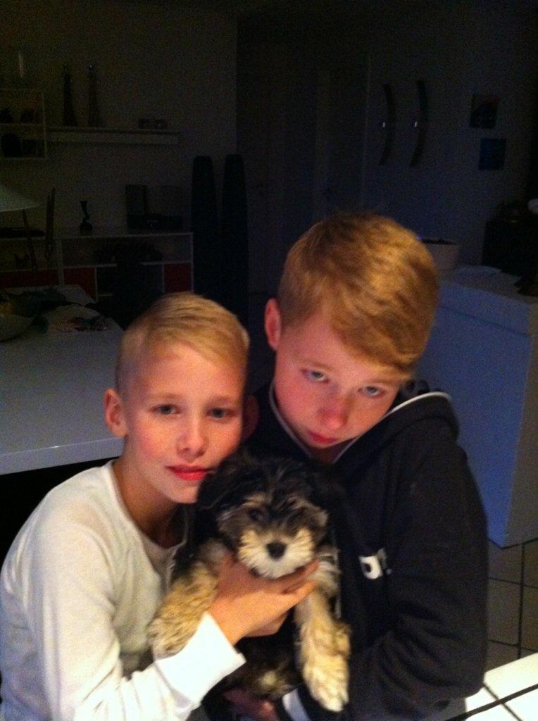 Blanding af racer (Malteser/yorkshie terrie) Gismo - Det mig sammen med mine bedste venner ;-) billede 7