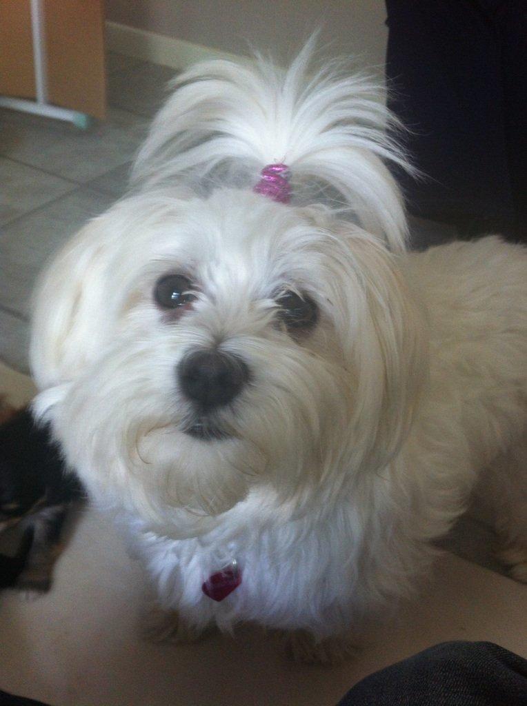 Blanding af racer (Malteser/yorkshie terrie) Gismo - Det er min mor Gucci. billede 9