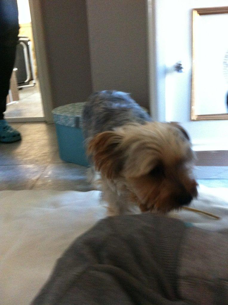 Blanding af racer (Malteser/yorkshie terrie) Gismo - Det er min far Idefix. billede 8