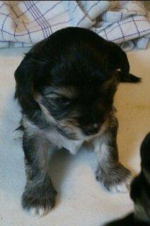 Blanding af racer (Malteser/yorkshie terrie) Gismo - Her er jeg ikke ret gammel. billede 10