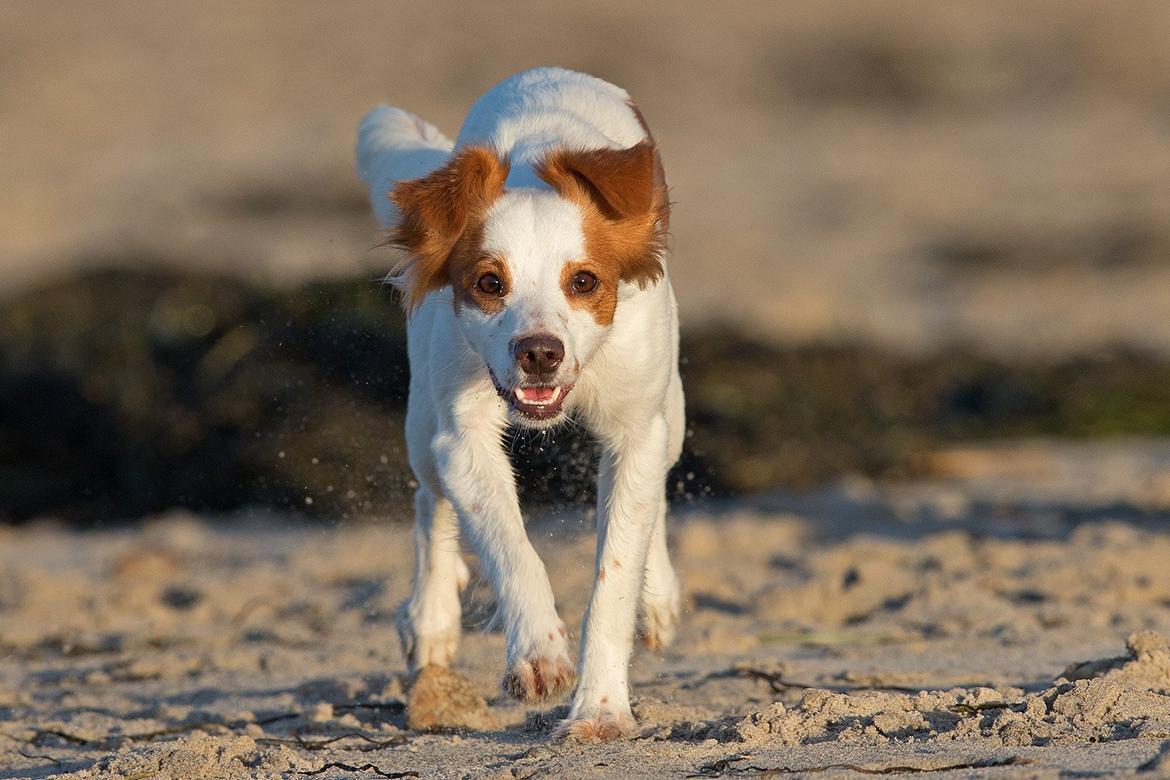 Blanding af racer Bella - Billedet er taget af Thomas Jensen, phodiography.com billede 1