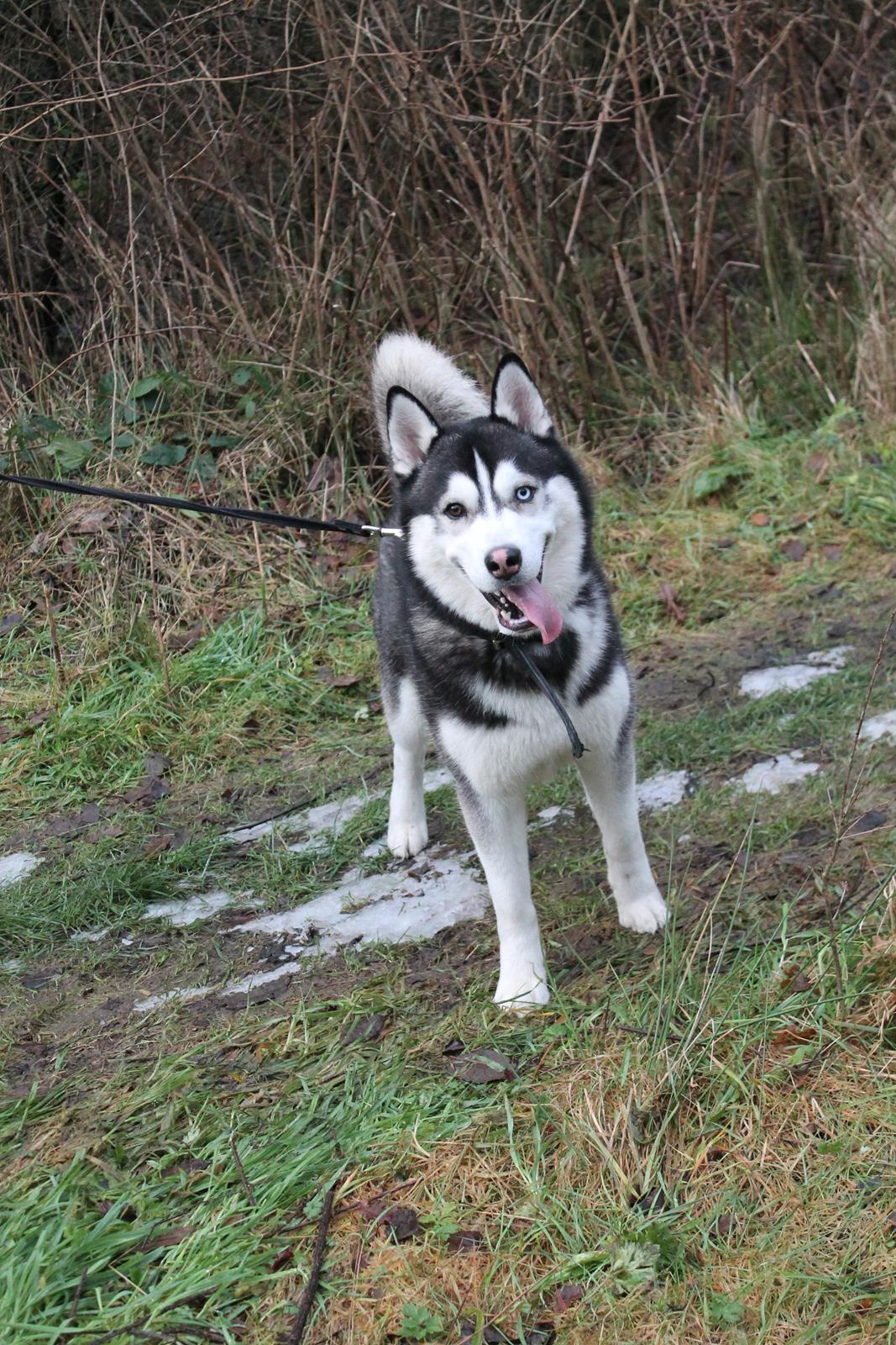 Siberian husky Samson '' Don Bamson '' billede 2