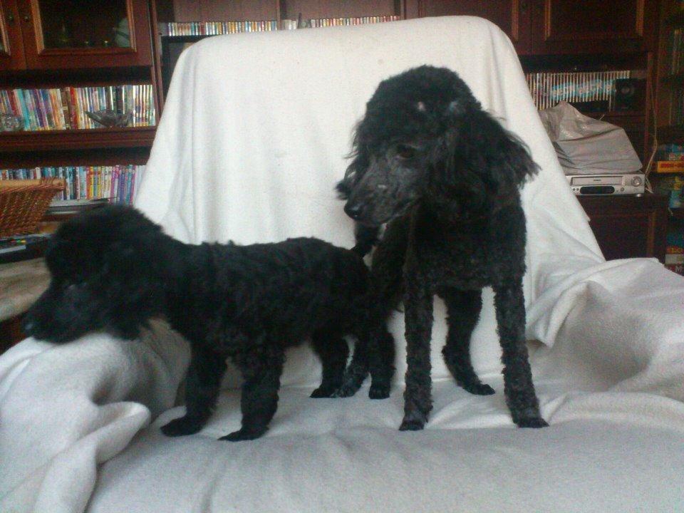 Dværgpuddel Lady billede 7