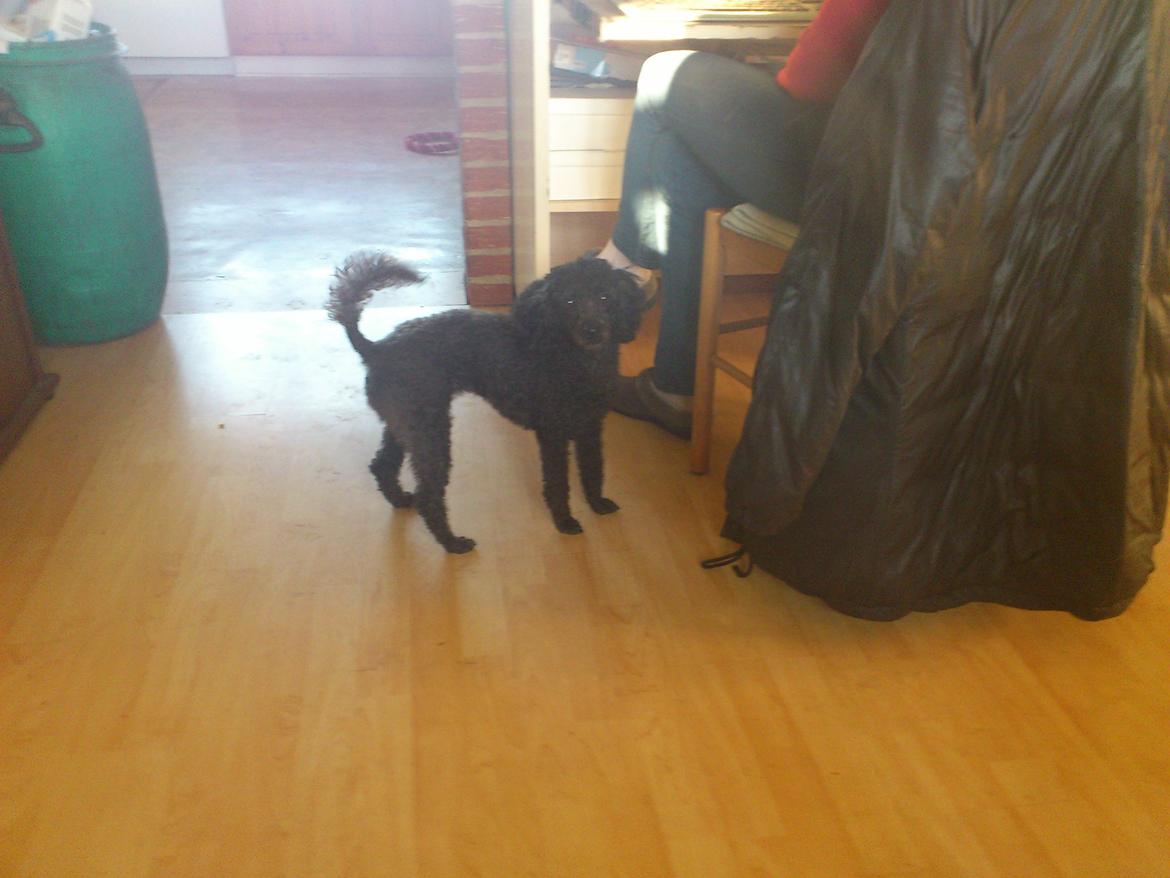 Dværgpuddel Lady billede 3